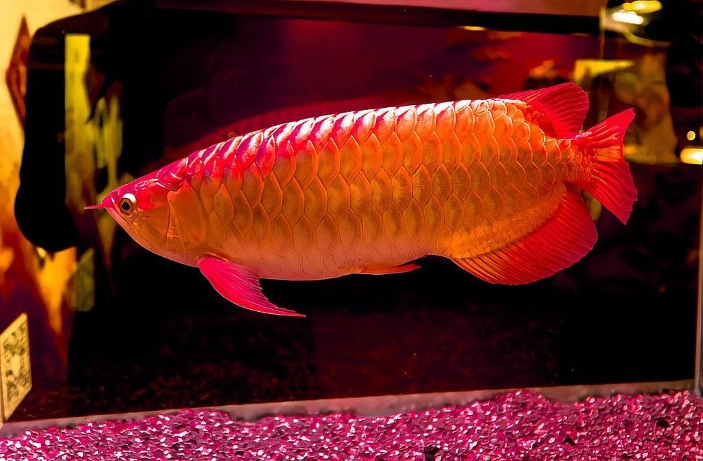 龍魚翹嘴手術