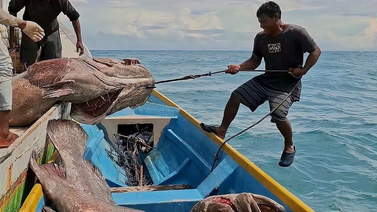 龍躉魚養殖和野生有何區別？