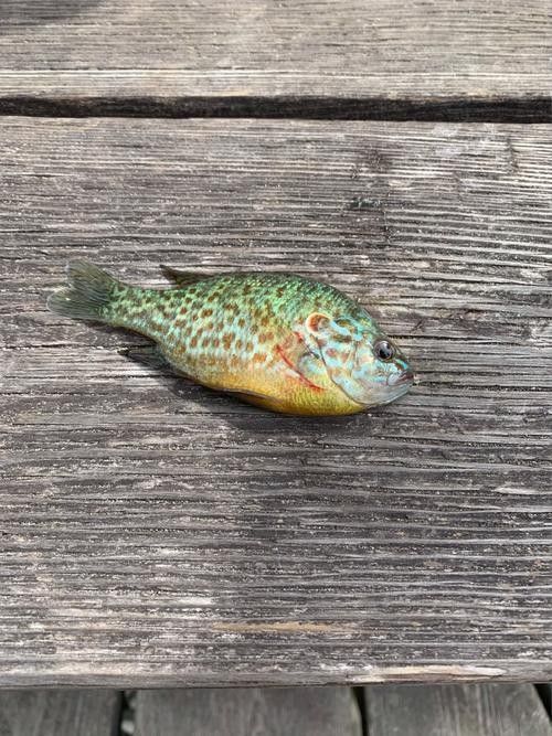 龍躉魚養殖和野生有何區別？