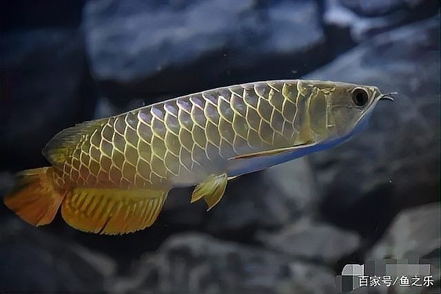 龍魚虎魚喂食