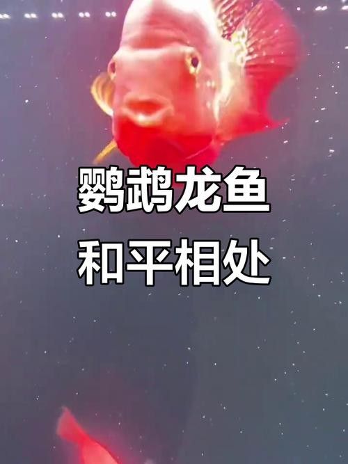 龍魚缸養(yǎng)什么魚好看圖片