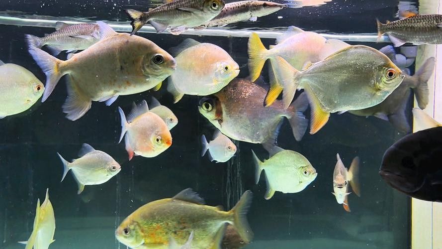 龍魚缸養(yǎng)什么魚好看圖片