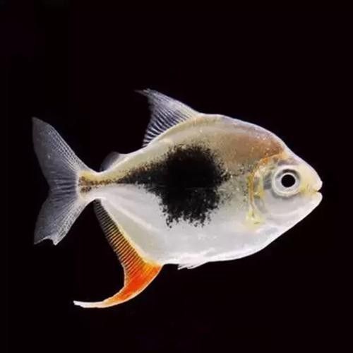 龍魚缸養(yǎng)什么魚好看圖片