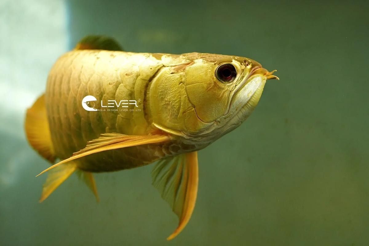 龍魚的圖片大全高清