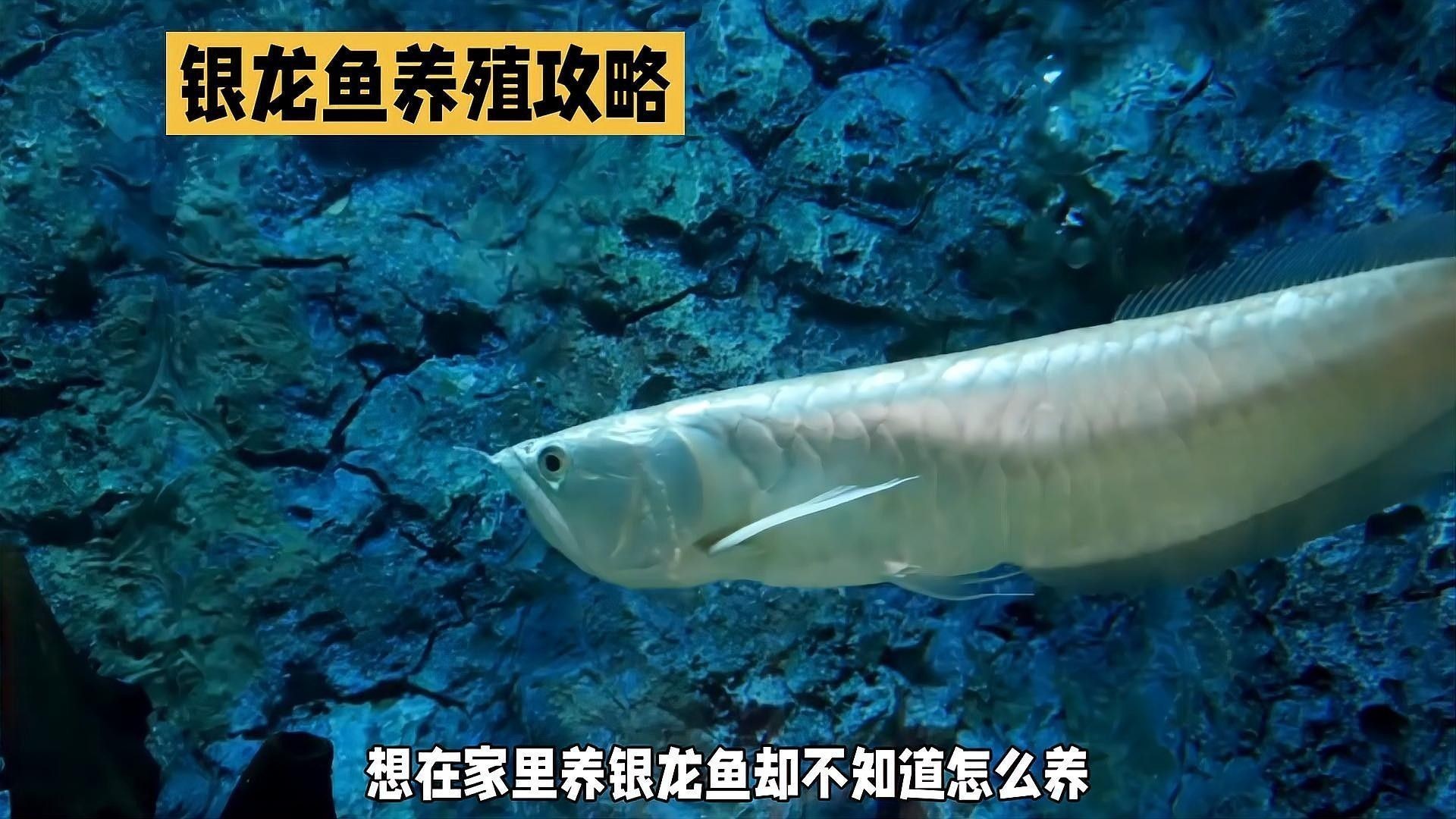 銀龍魚怎么養白魚視頻講解