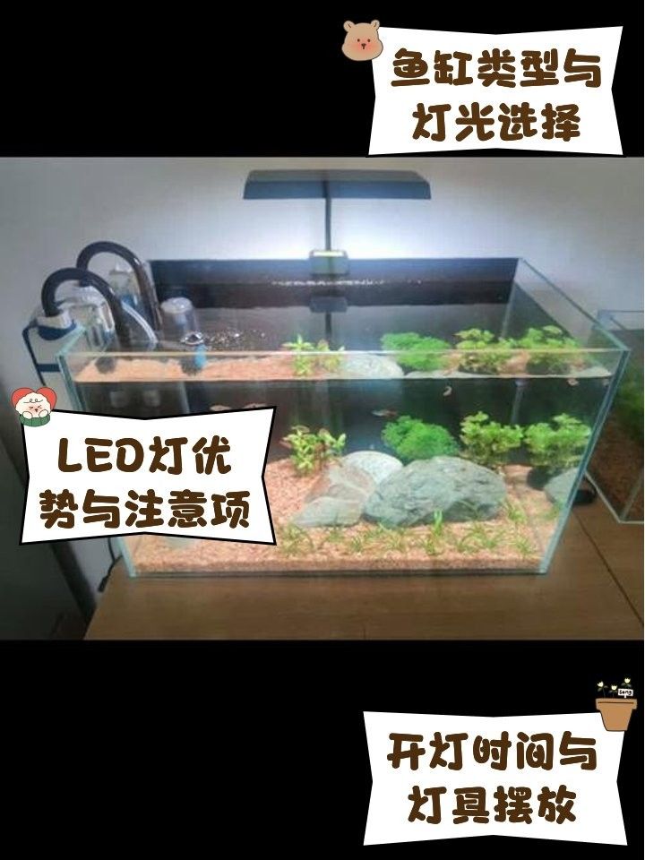銀龍魚和鸚鵡魚混養用什么燈