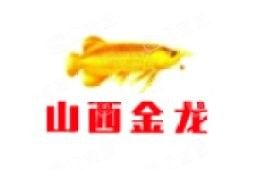 陽泉金龍魚公司地址在哪里呀多少錢