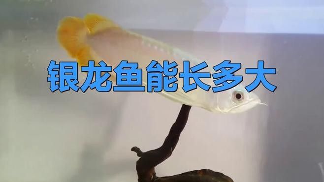 銀龍魚怎么喂養,需要注意什么呢圖片