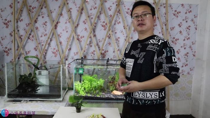 瑞雅魚缸最忌三種食物