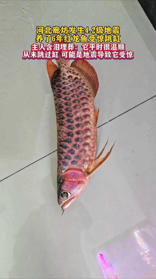 龍魚突然跳缸什么預兆呢圖片