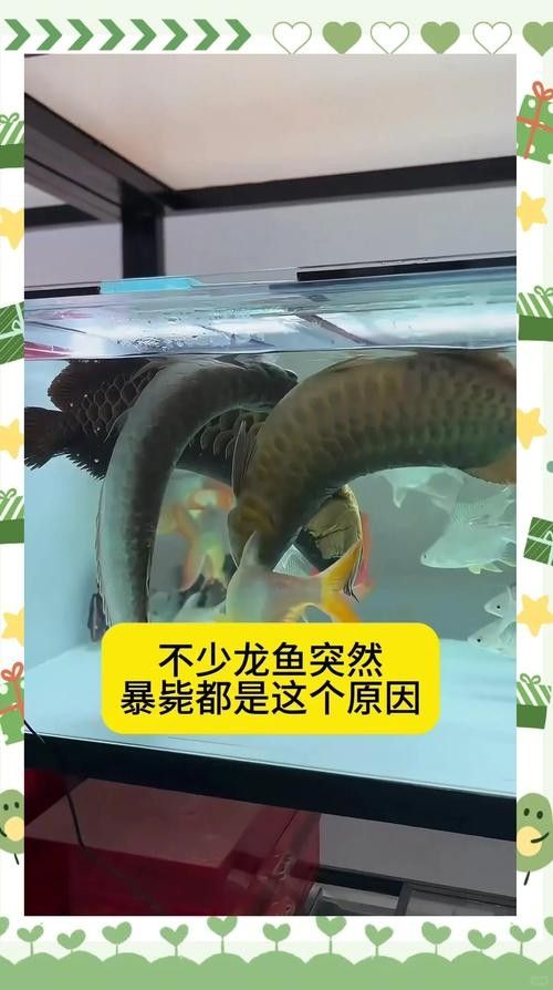 龍魚突然跳缸什么預兆呢圖片