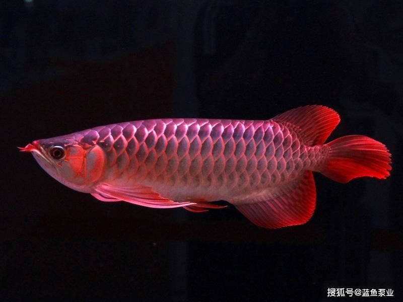 龍魚突然跳缸什么預兆呢圖片