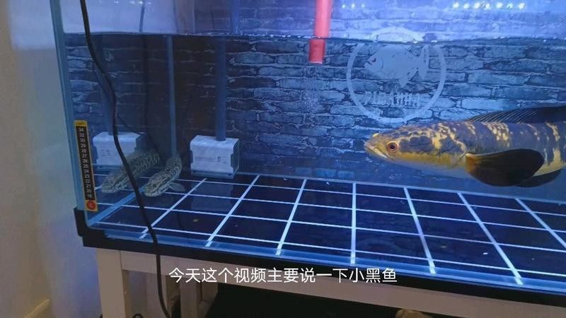 雷龍魚和黑魚能混養嗎？ 雷龍魚和黑魚能混養嗎？ 龍魚百科 第4張