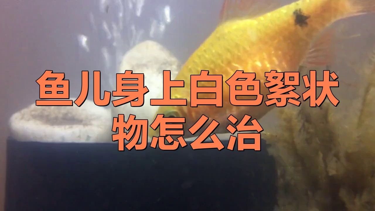 龍魚身上有白色絮狀物用什么藥治