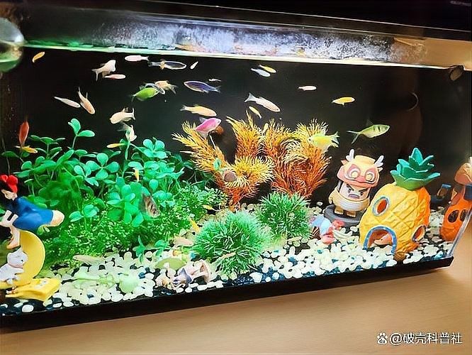 龍須貓魚混養需要定期換水嗎？