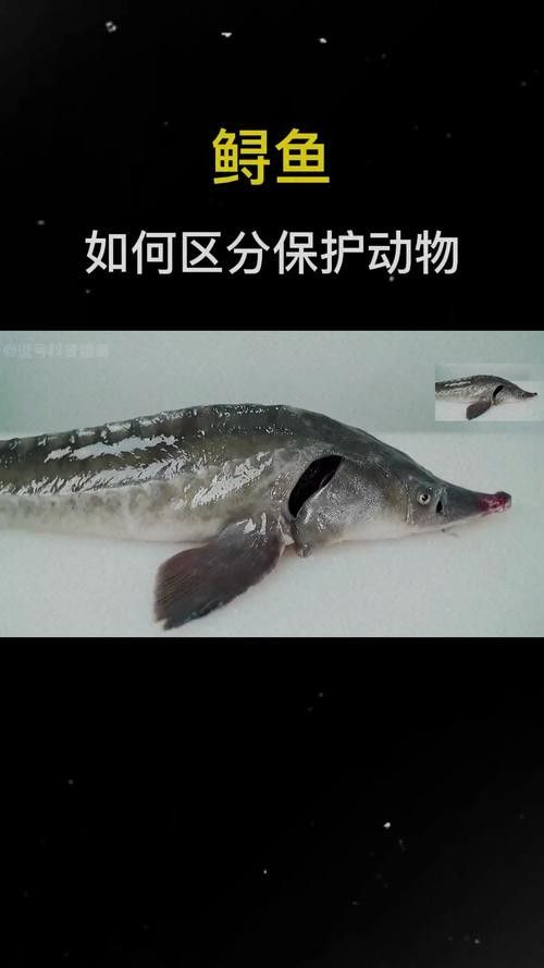 鱘龍魚有哪些品種？