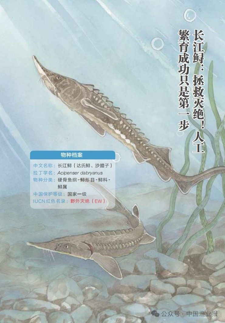 鱘龍魚有哪些品種？