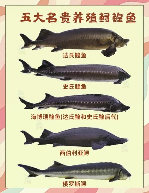 鱘龍魚有哪些品種？