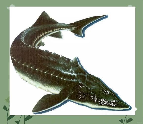 鱘龍魚有哪些品種？