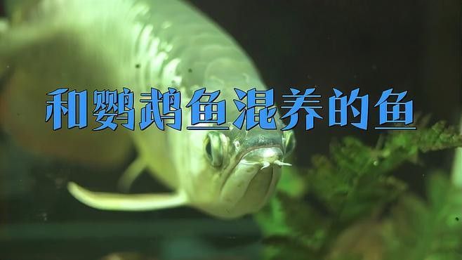 銀龍魚鸚鵡混養(yǎng)喂什么東西好養(yǎng)