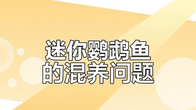 鸚鵡魚和銀龍魚混養打架怎么辦