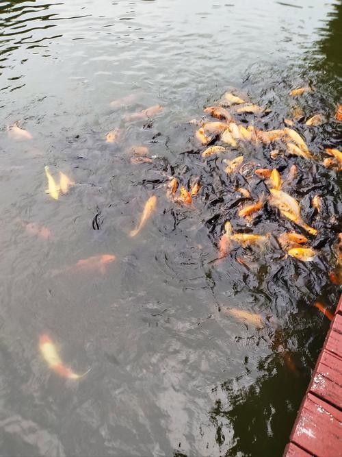 龍鳳錦鯉的養殖難度大嗎？