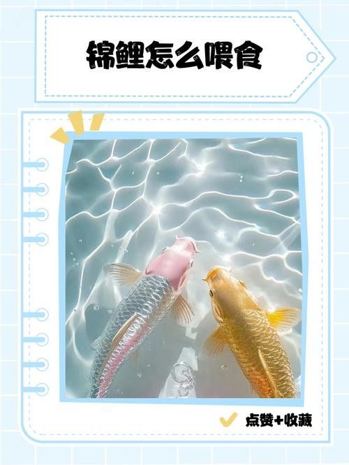 龍鳳錦鯉的養殖難度大嗎？