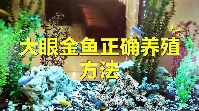 龍睛魚多久換一次水合適？
