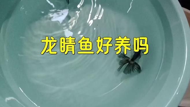 龍睛魚多久換一次水合適？