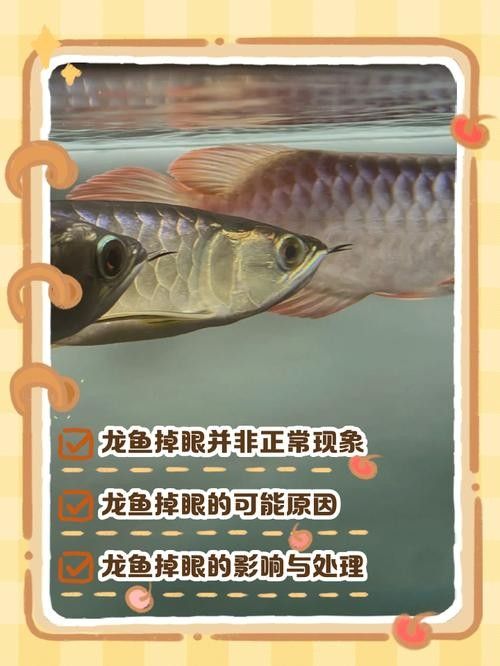 龍魚掉眼是什么樣子圖片大全
