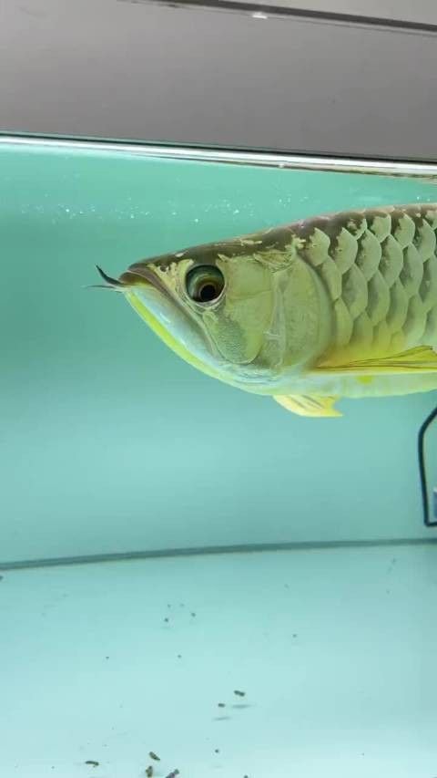 龍魚掉眼是什么樣子圖片大全