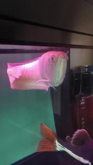 龍魚掉眼是什么樣子圖片大全