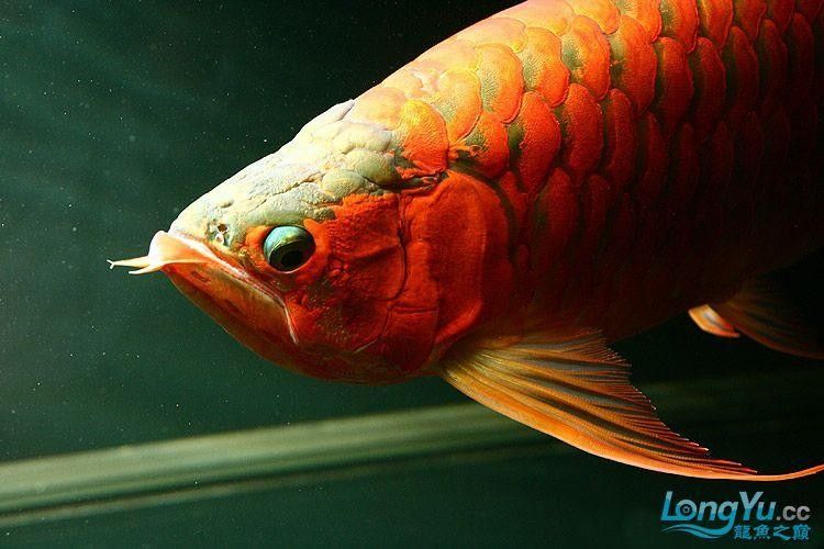 龍魚掉眼是什么樣子圖片大全