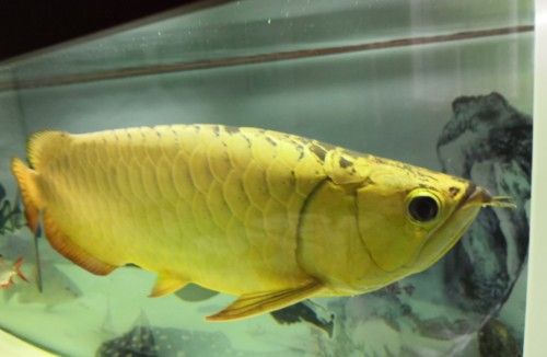 龍魚掉眼是什么樣子圖片大全