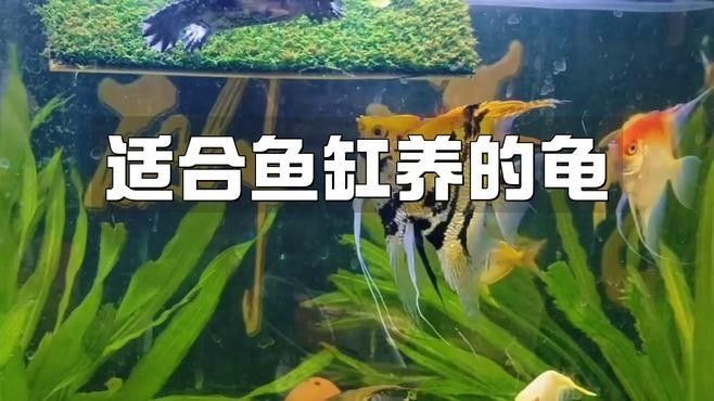 龍魚缸適合養什么龜