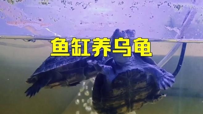 龍魚缸適合養什么龜
