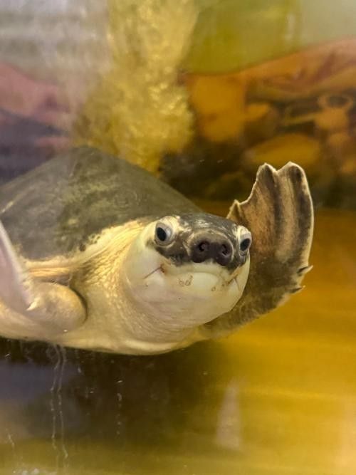 龍魚缸適合養什么龜