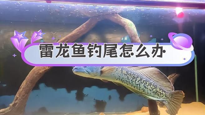 雷龍魚掉尾