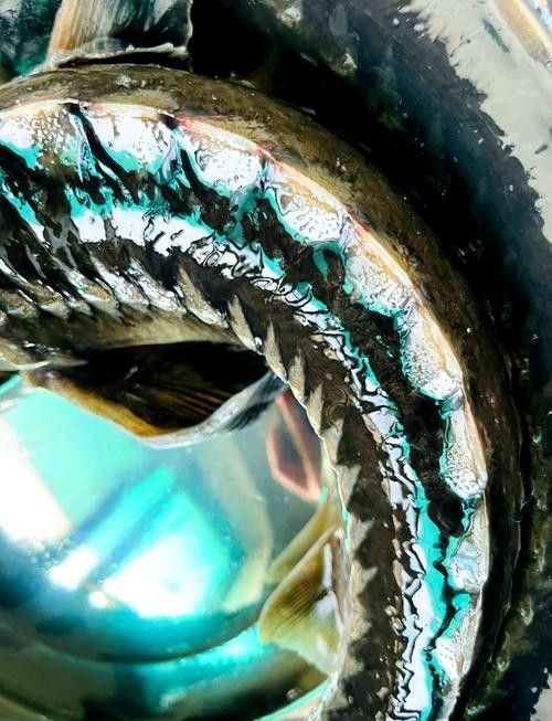 鱘龍魚海魚