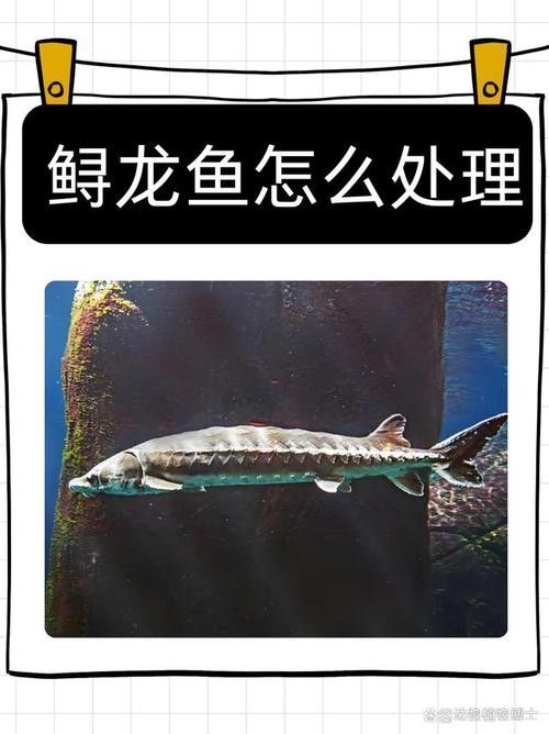 鱘龍魚海魚