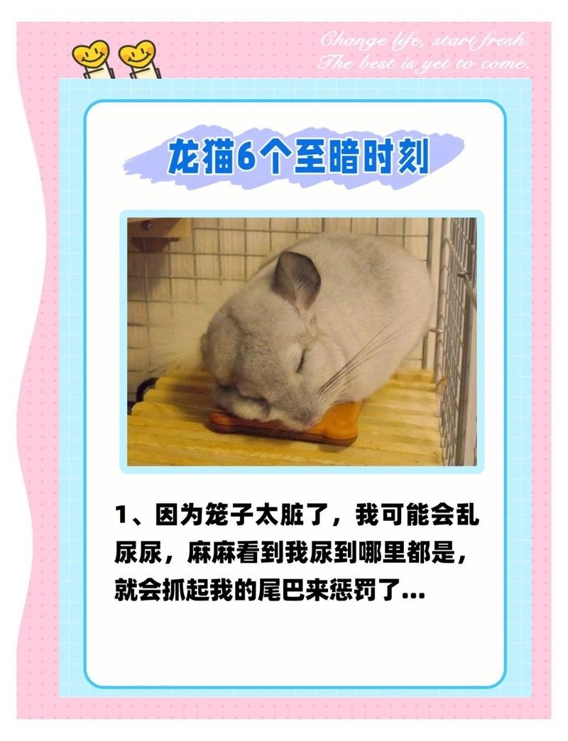 龍貓和貓哪個更適合家庭環境？