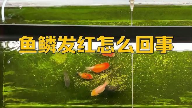 龍魚魚鱗充血的癥狀有哪些？