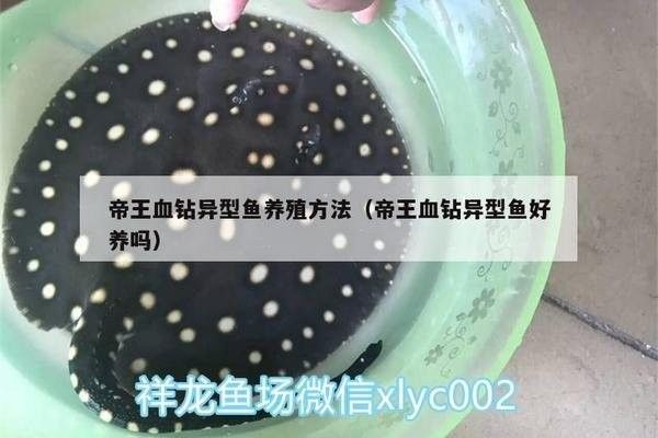 龍魚和元寶鳳凰混養底層魚配什么