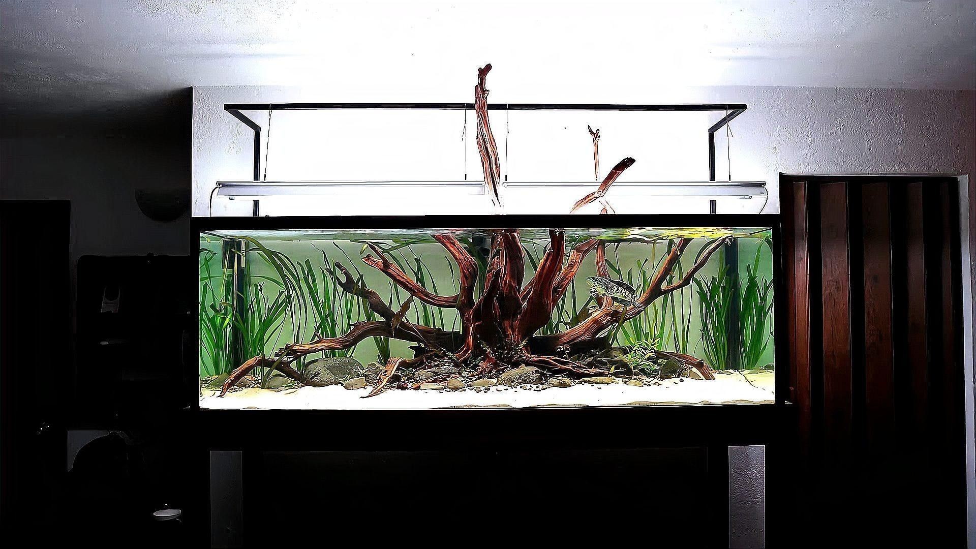 雷龍魚烹飪時需要去鱗嗎？