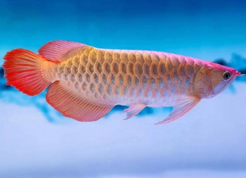龍魚(yú)北方冬天需要加熱嗎