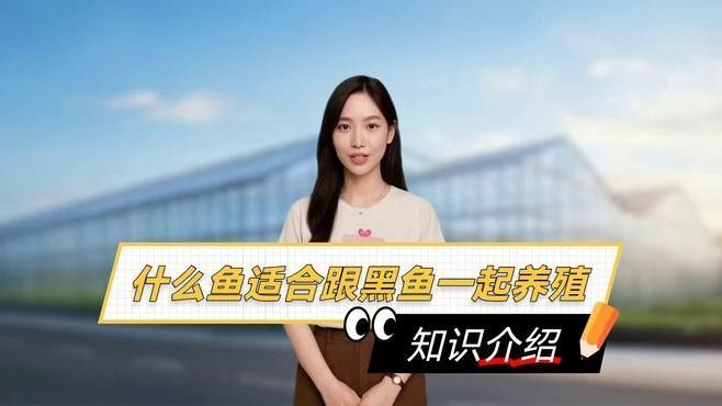 黑龍魚可以和什么魚混養(yǎng)呢