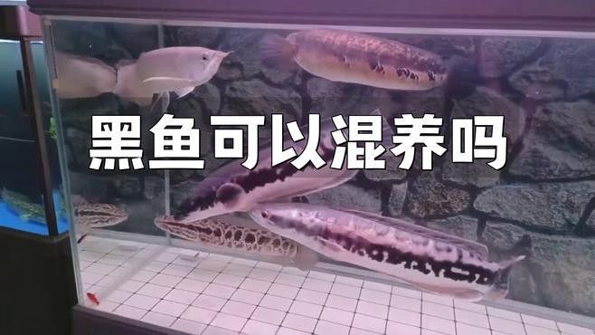 黑龍魚可以和什么魚混養(yǎng)呢