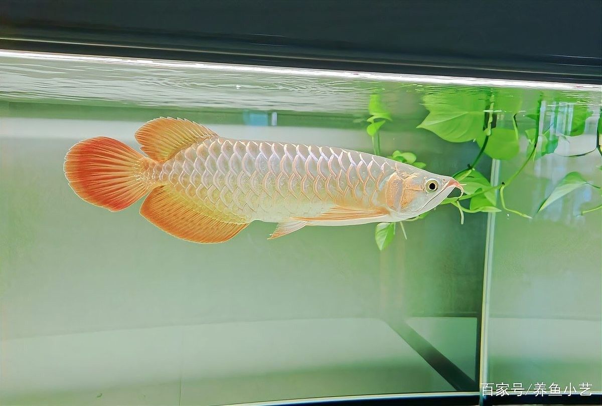 龍魚苗多久換一次水？