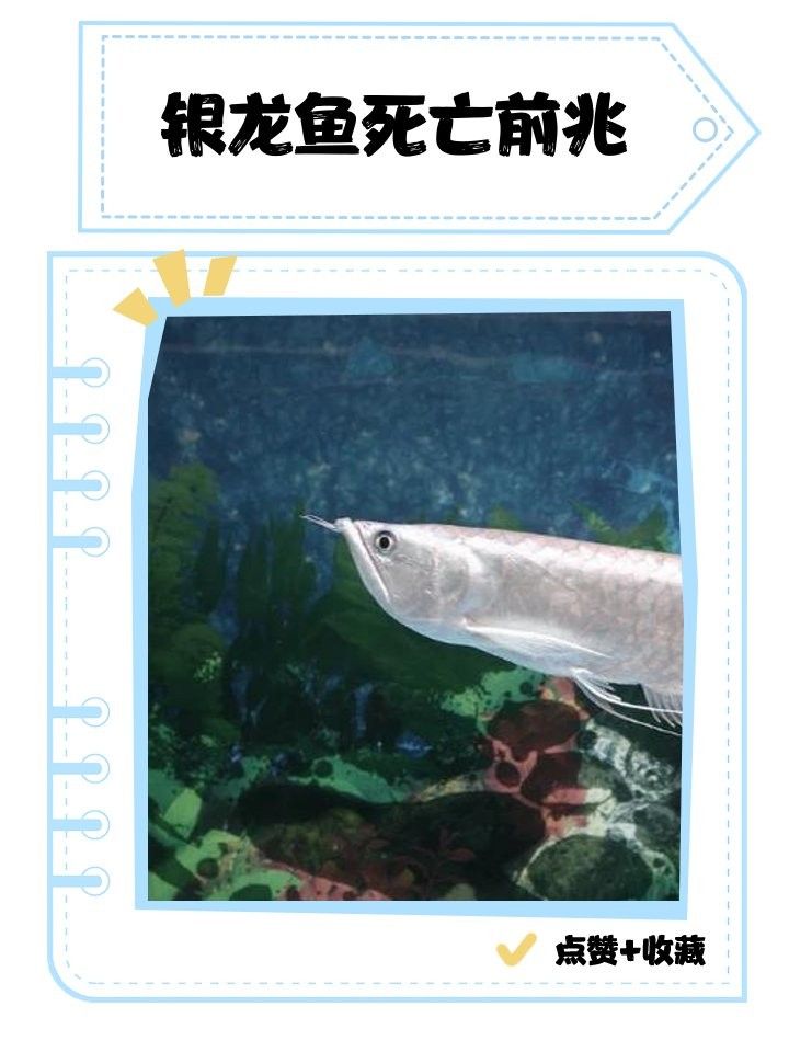 銀龍魚溫度低會死嗎