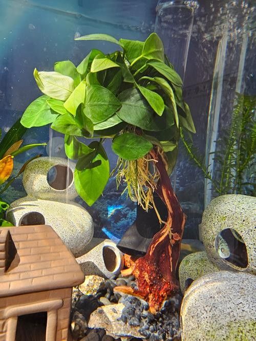 龍魚缸放什么植物